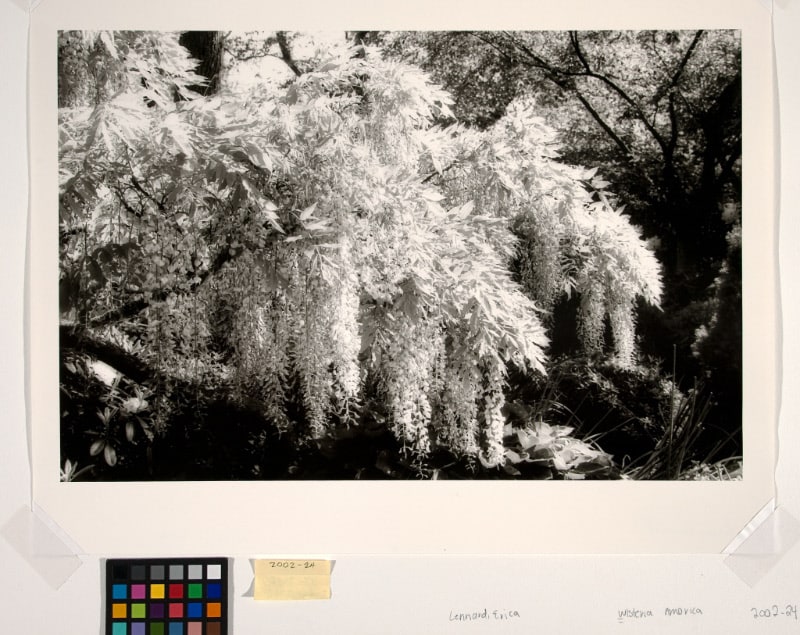 Wisteria, America