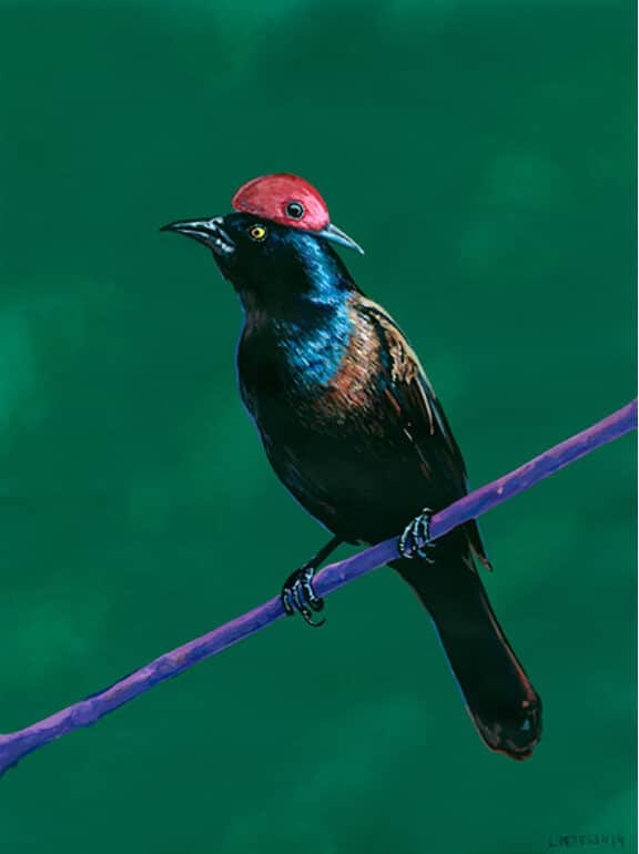 Grackle