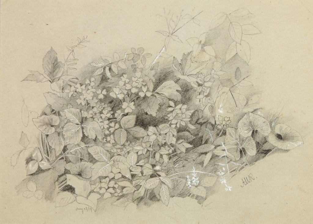 Foliage Study