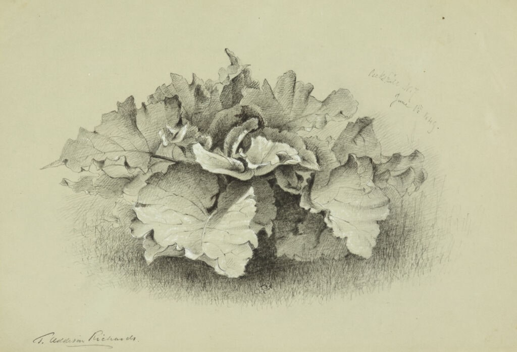 Plant Study