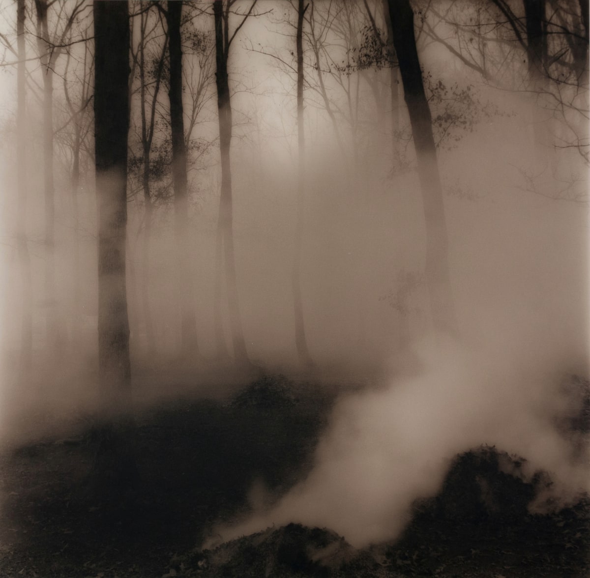 Trees & Smoke #1, Grand Coteau, LA