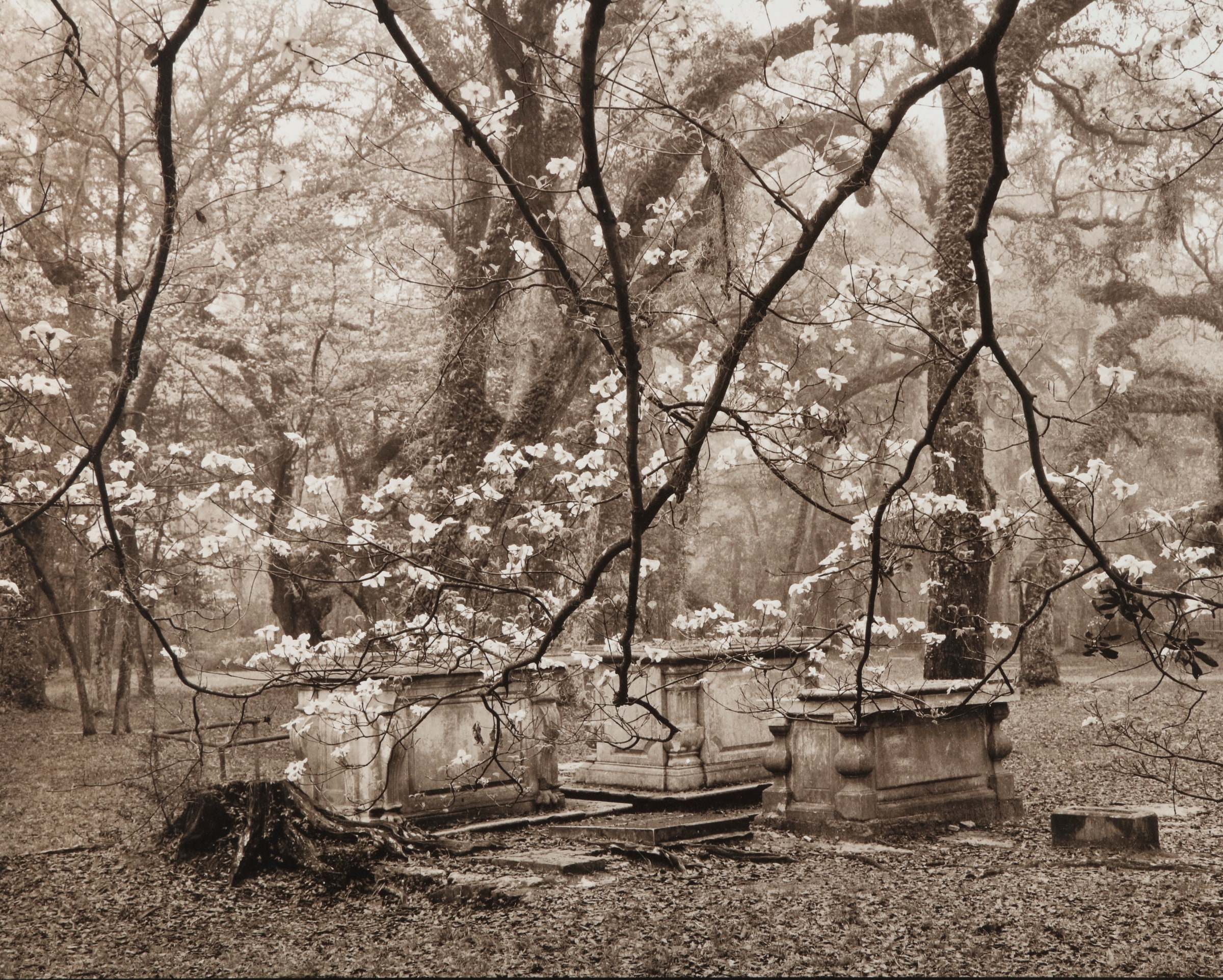 Dogwoods and Graves, Sheldon Church Ruin