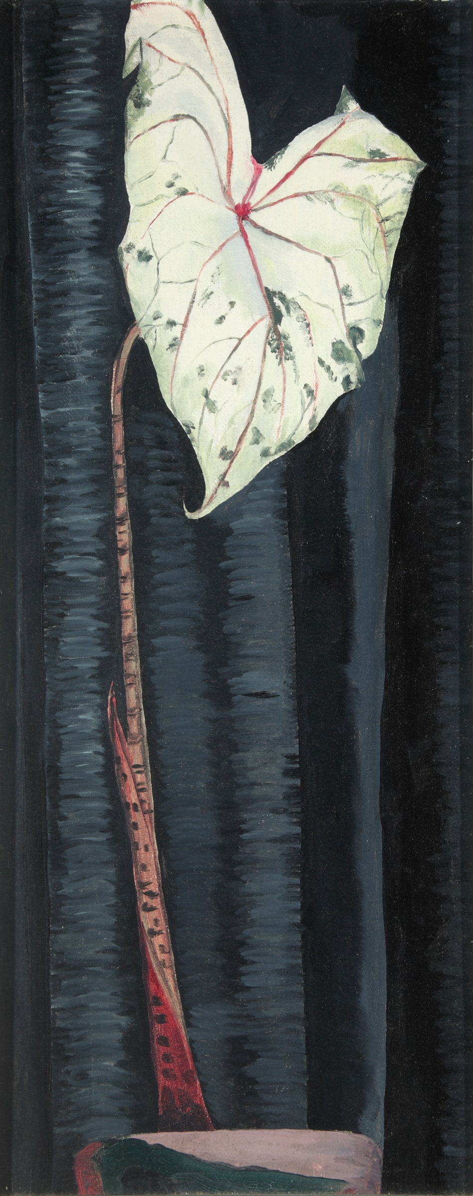White Plant