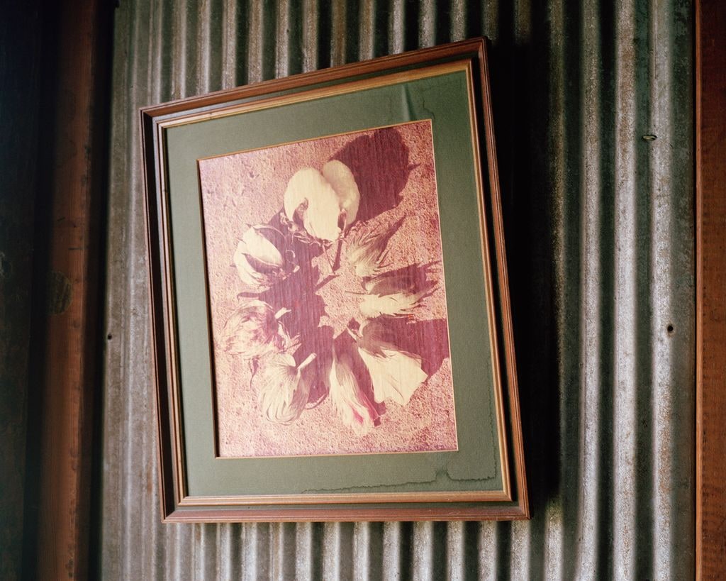 Cotton Bloom
