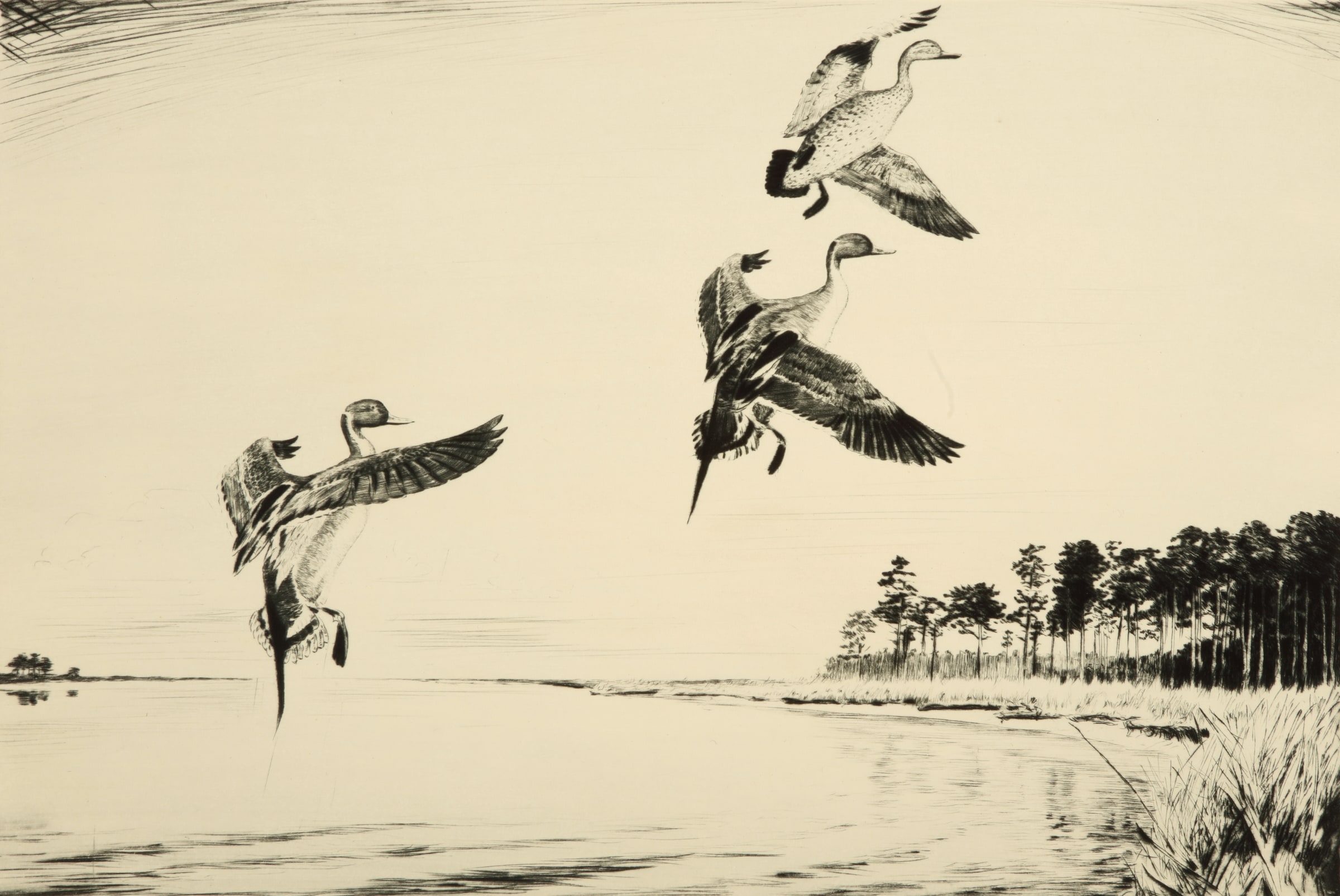 Pintails