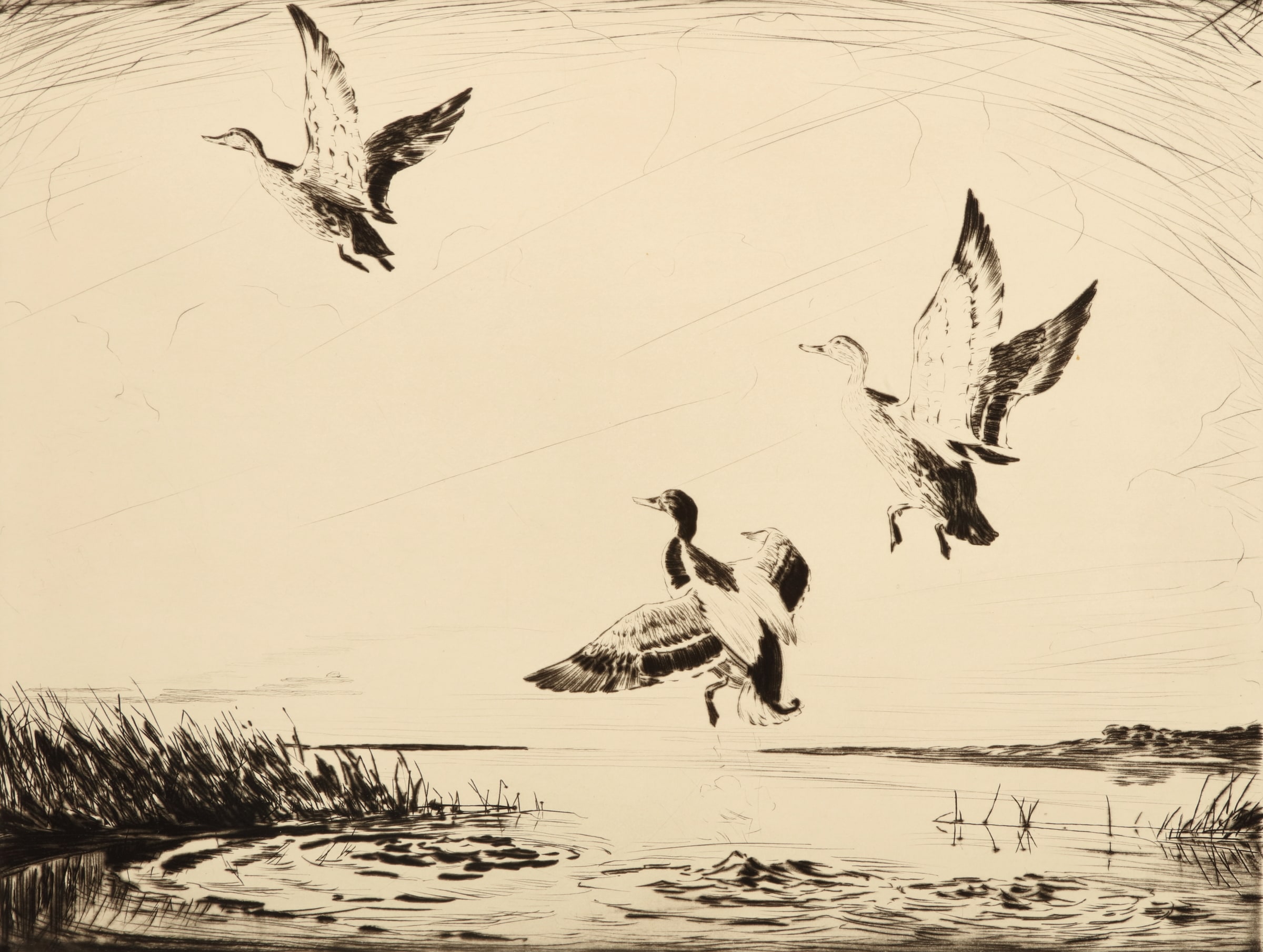 Mallards Rising