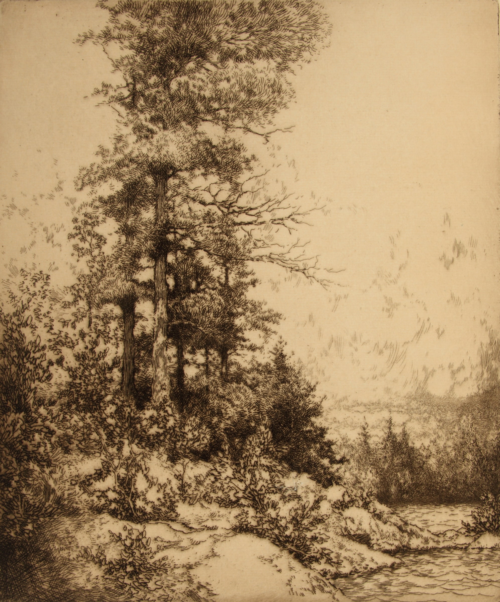 Island Pine #1