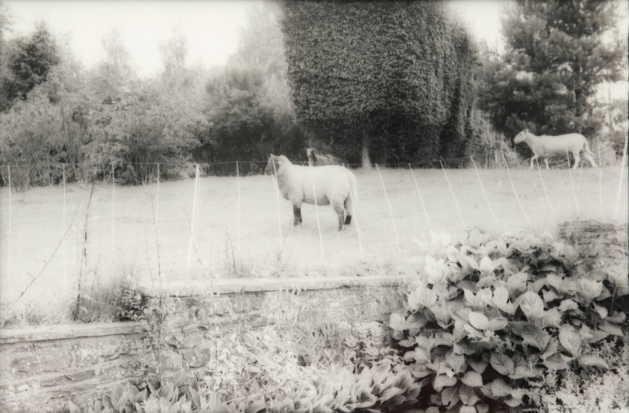 Lambs in the Garden, Cui Pare, Wales