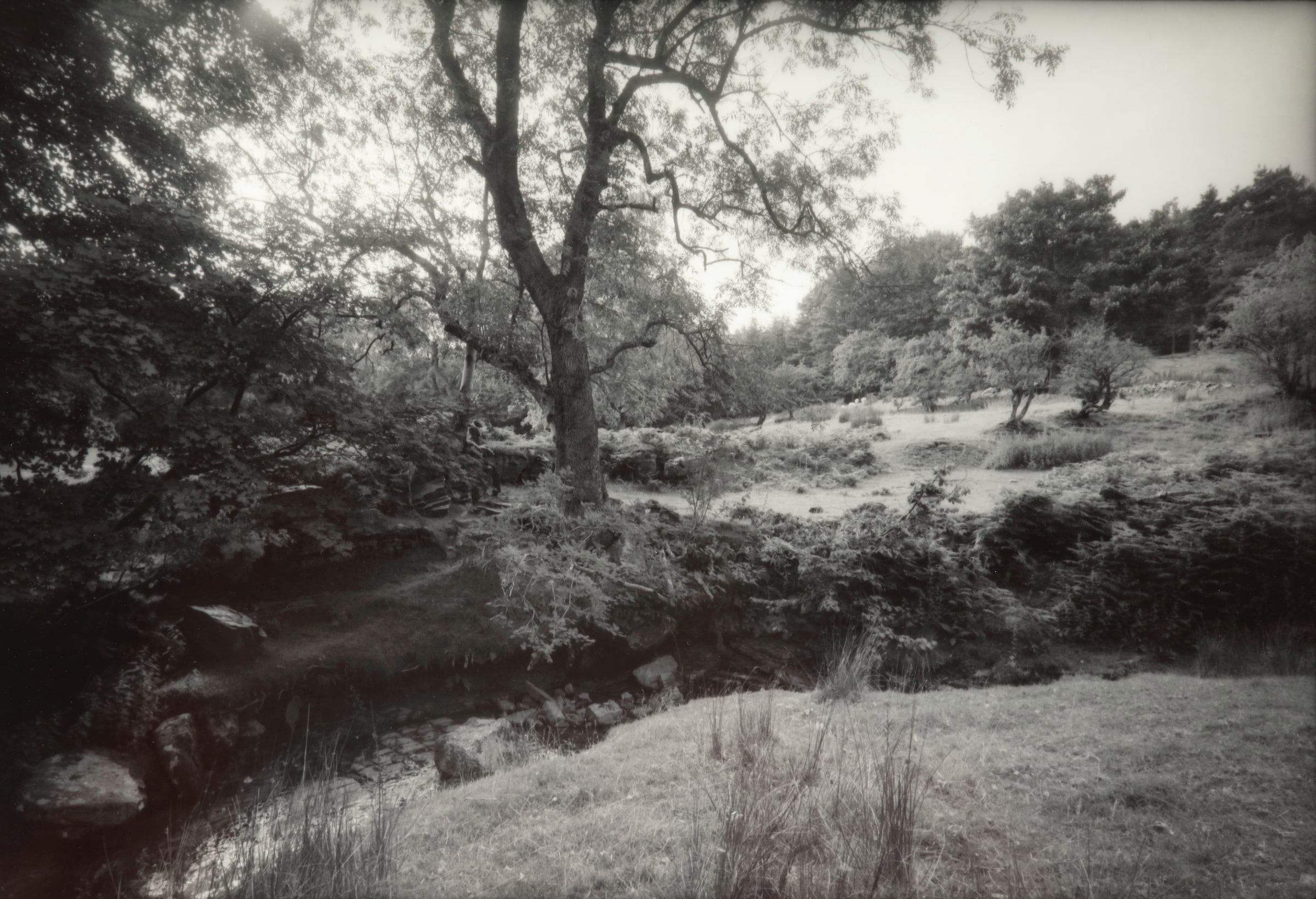 Tree and Creek, Wales