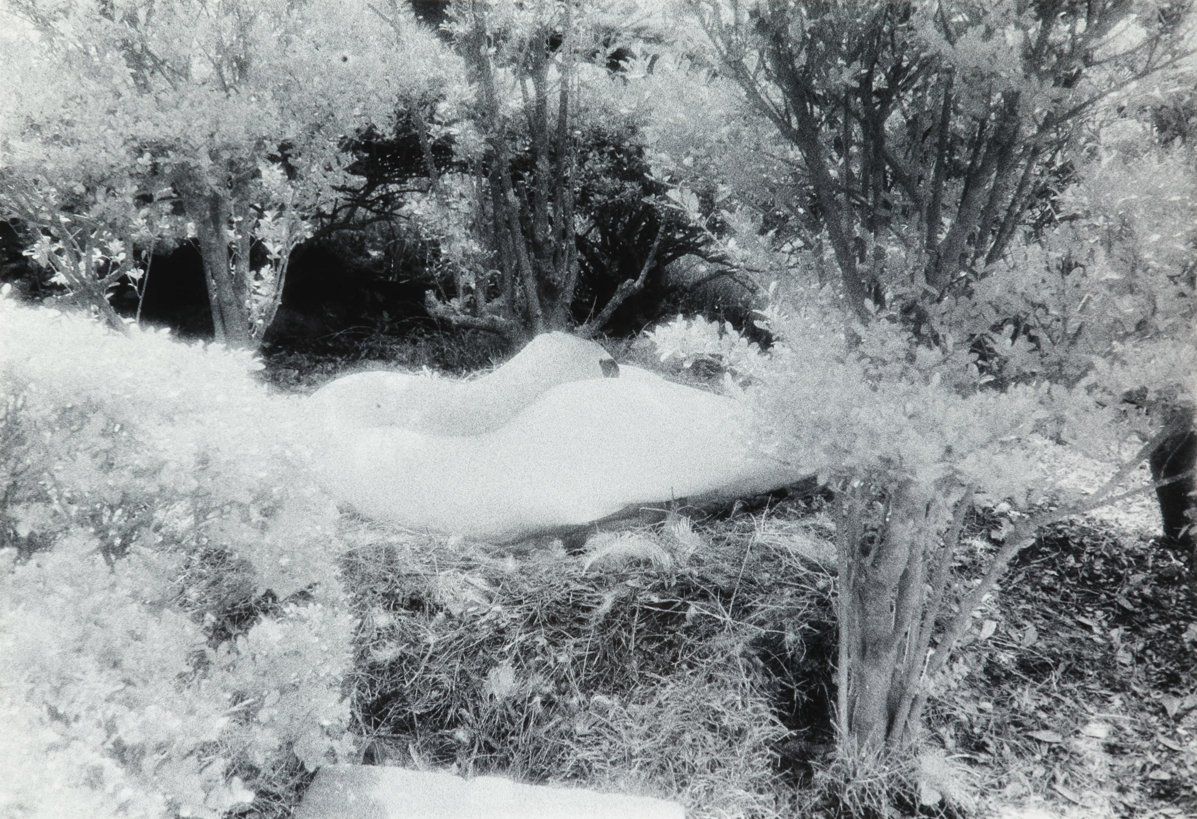Swan Nesting with Neck Straight Across Back
