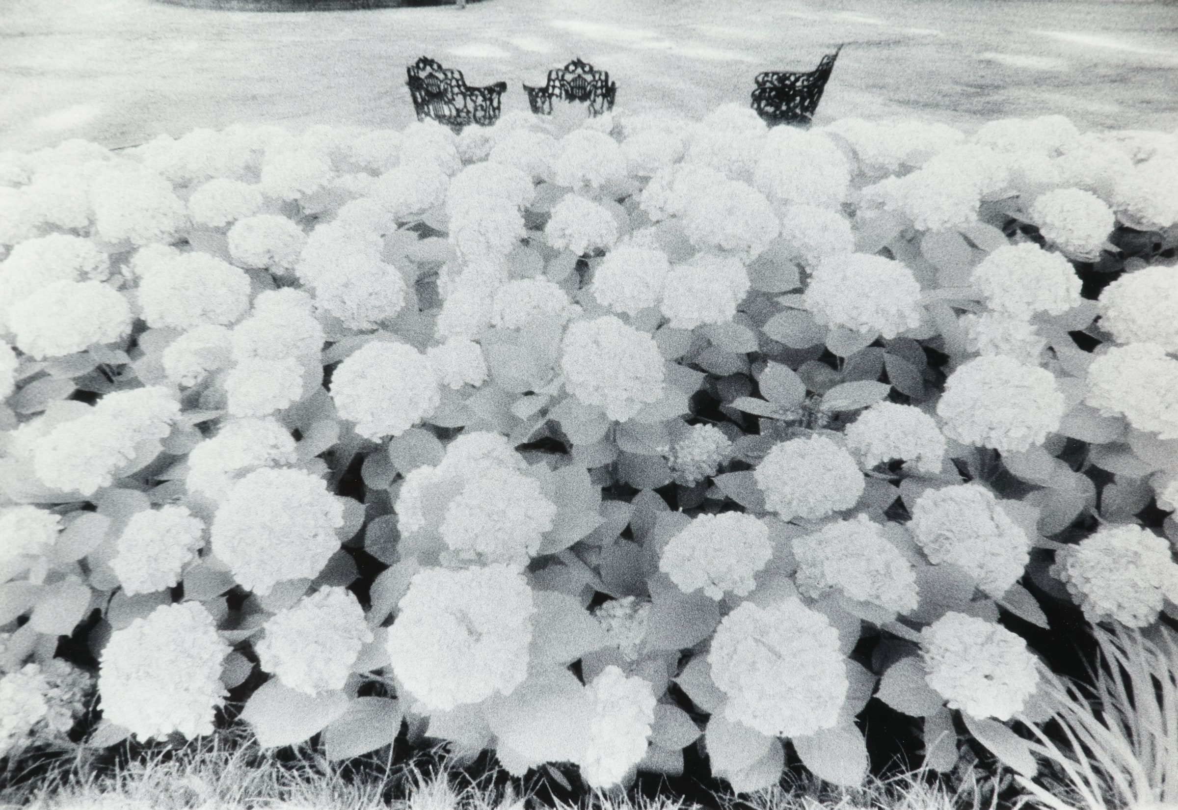 Hydrangeas with Three Chairs