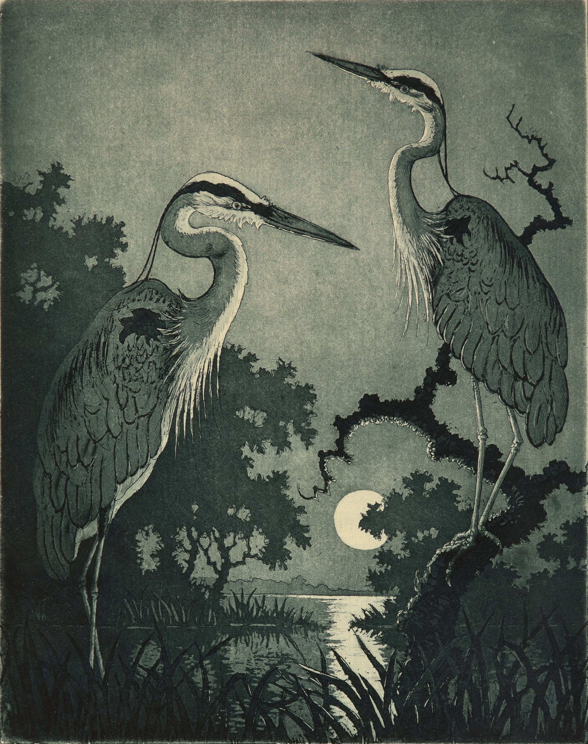 Herons