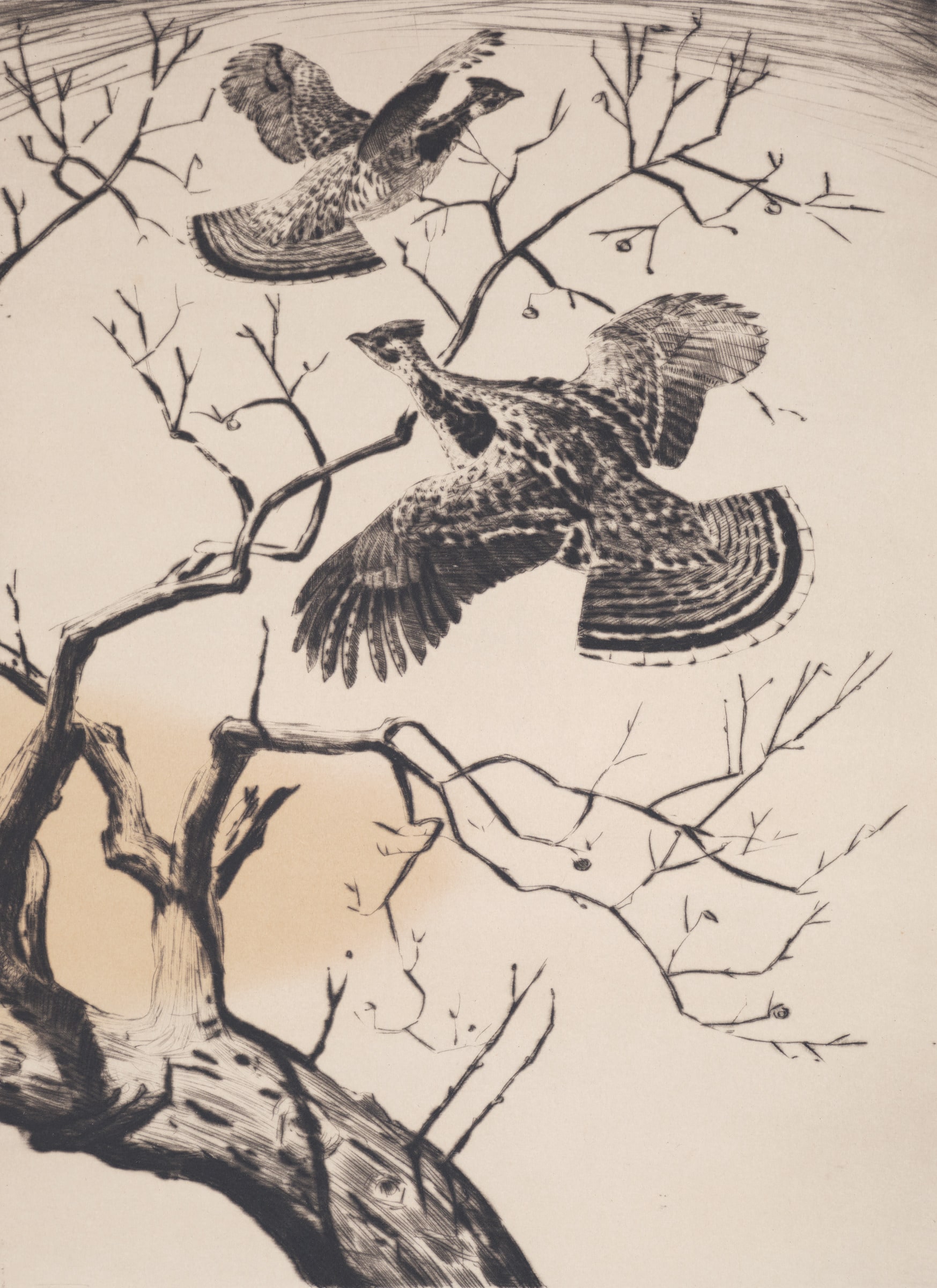 Grouse