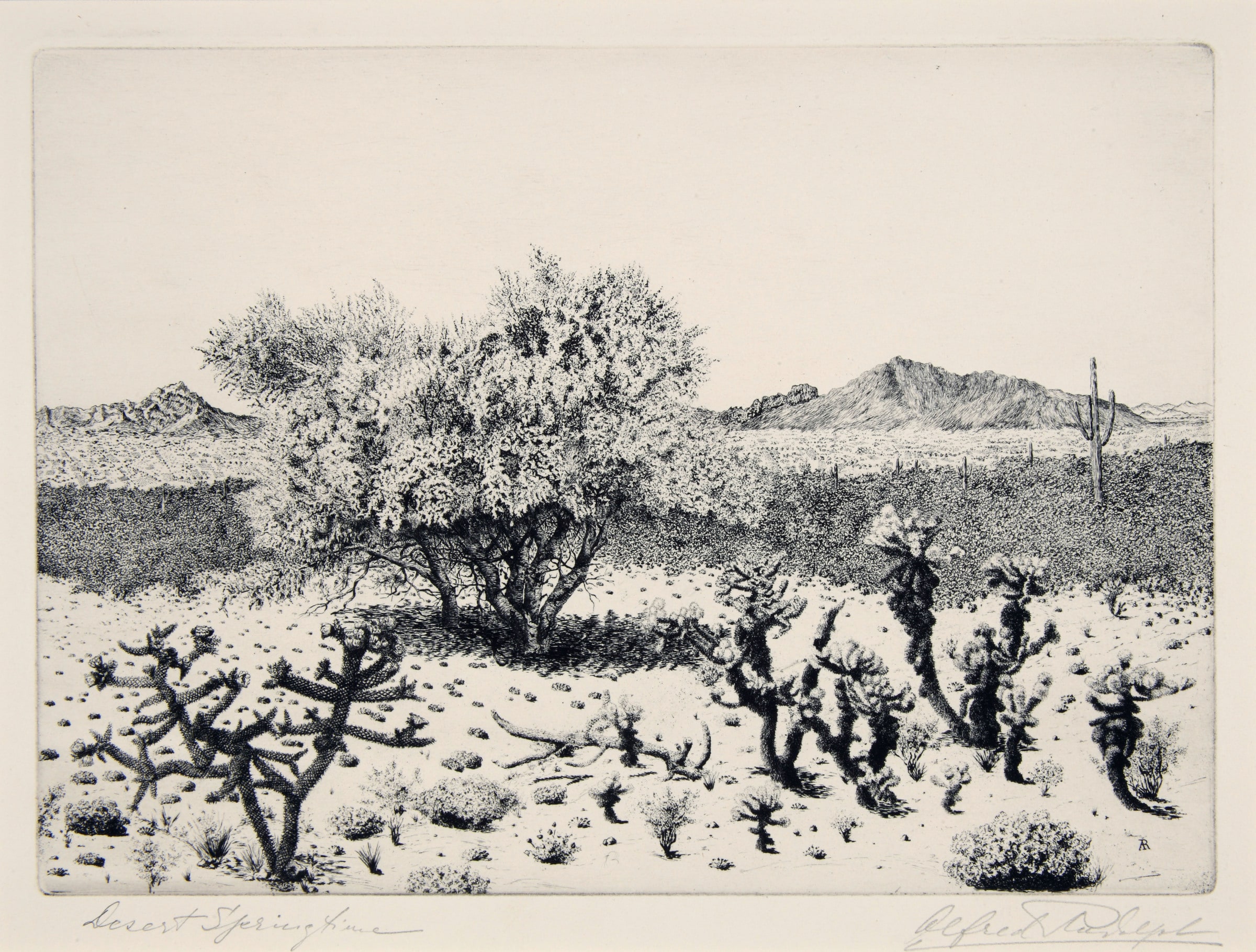 Desert Springtime