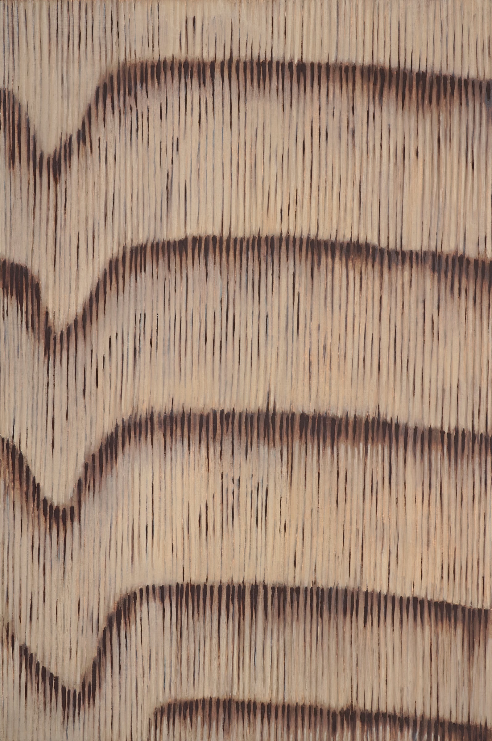 Sitka Spruce