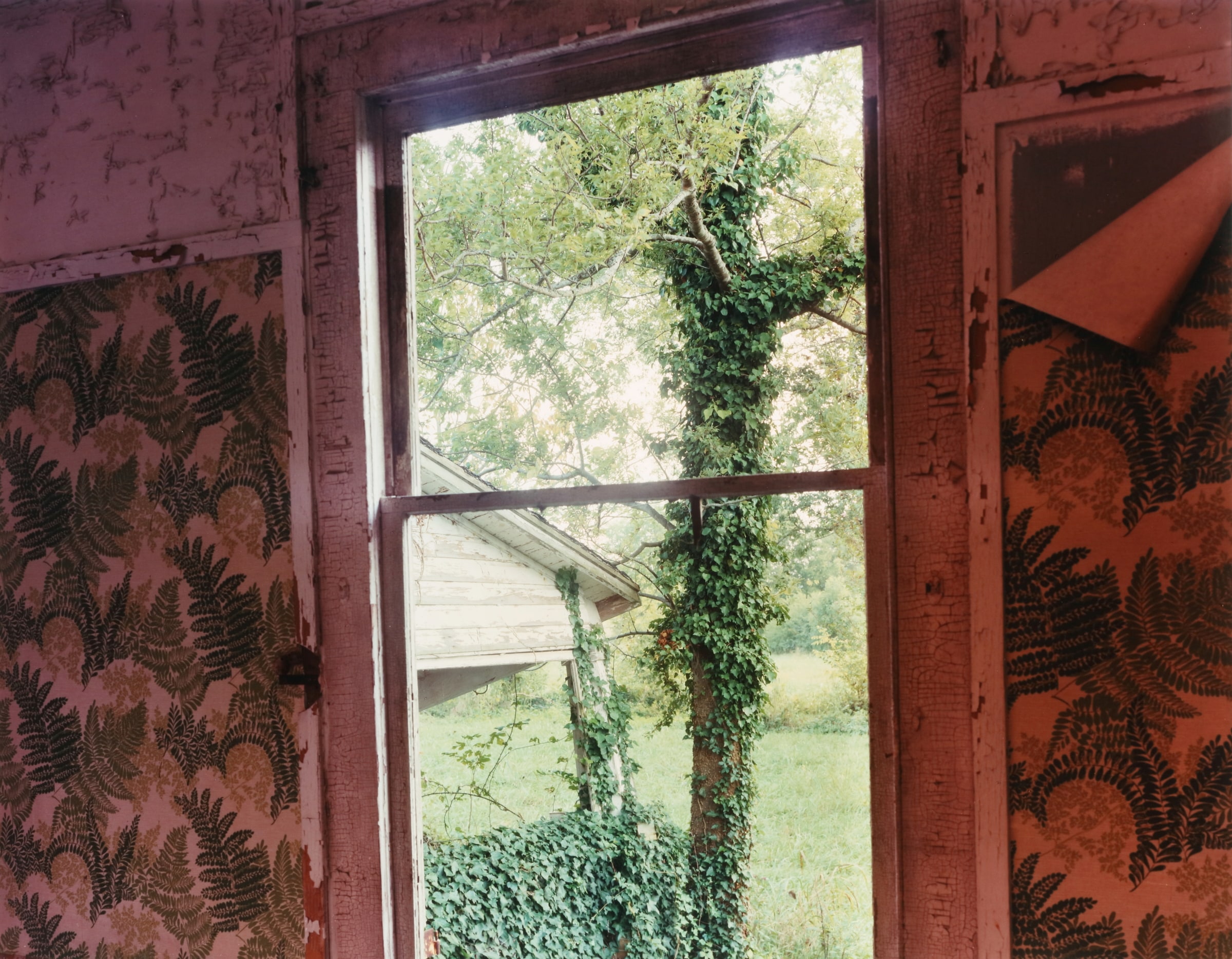 House Interior with Fern Wallpaper, with Window Opening on to Ivy (Near Faunsdale, AL)