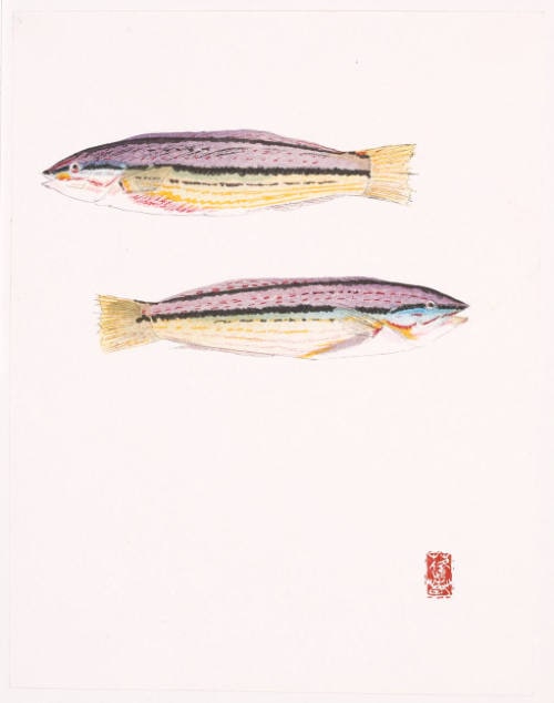 Hogfish (Bodianus)