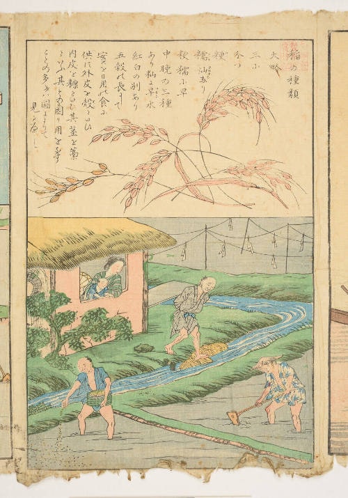 Varieties of Rice