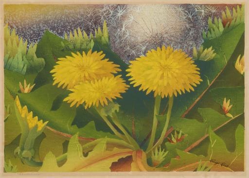 Dandelions