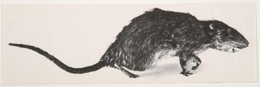 Rat Poster (Part of Rat Patrol campaign, NYC)