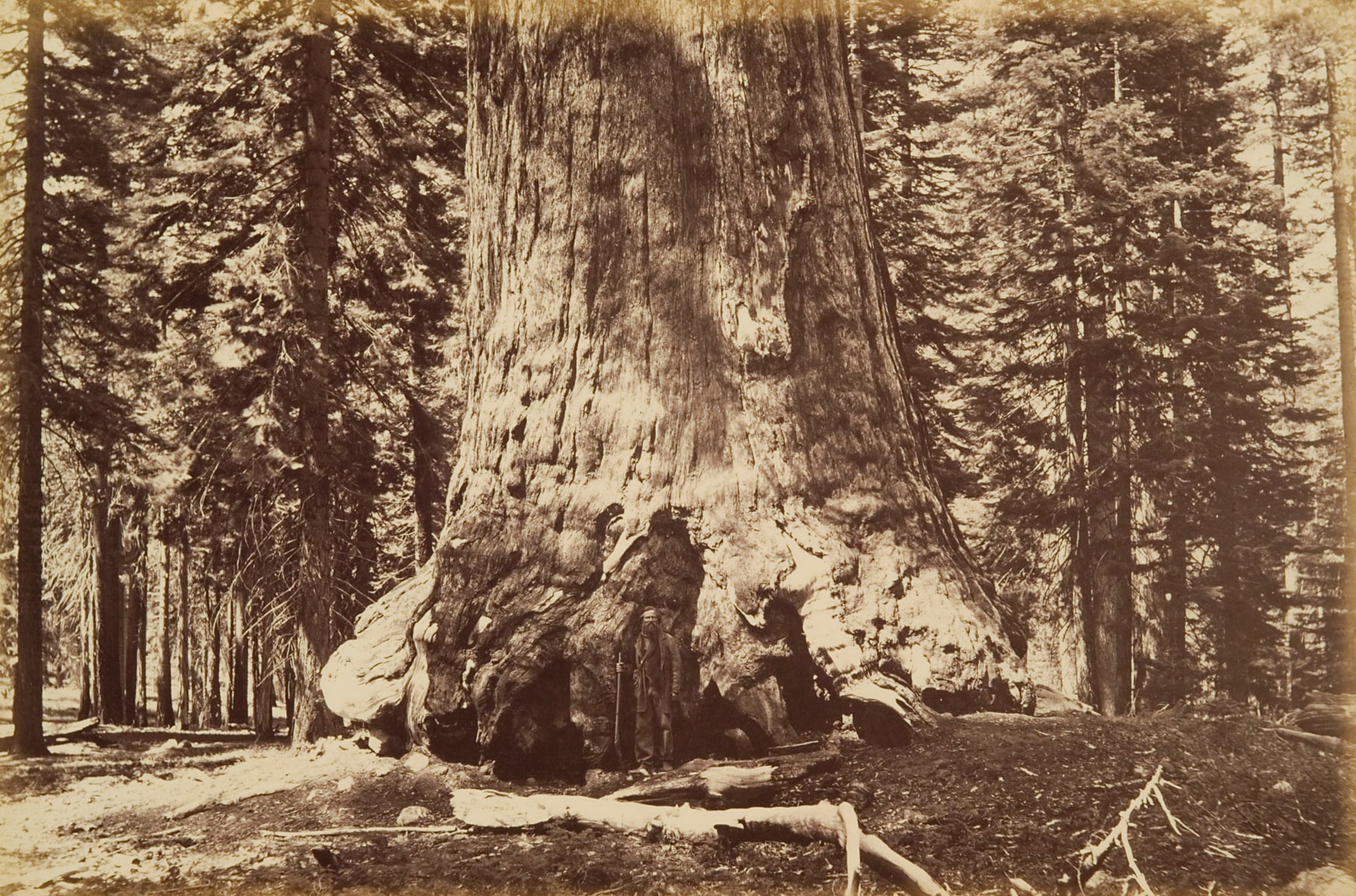 Grizzly Giant, Mariposa Grove