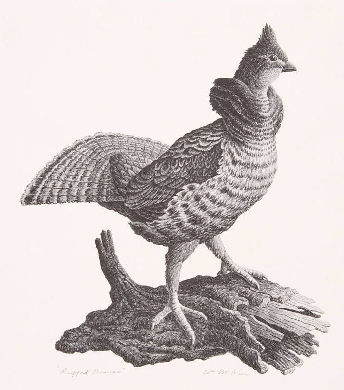Ruffed Grouse