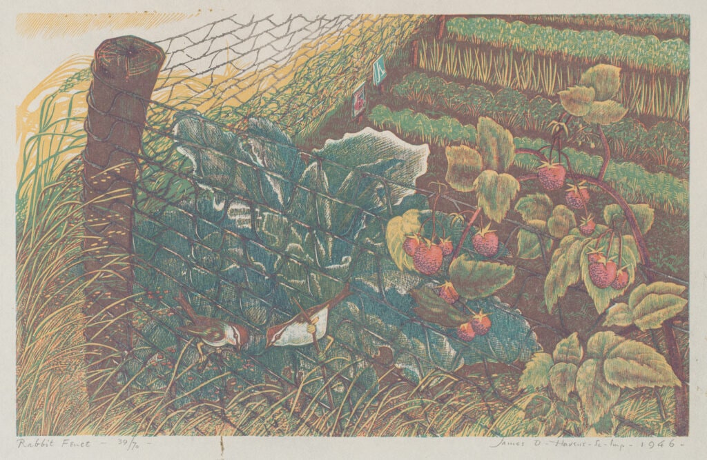 Rabbit Fence