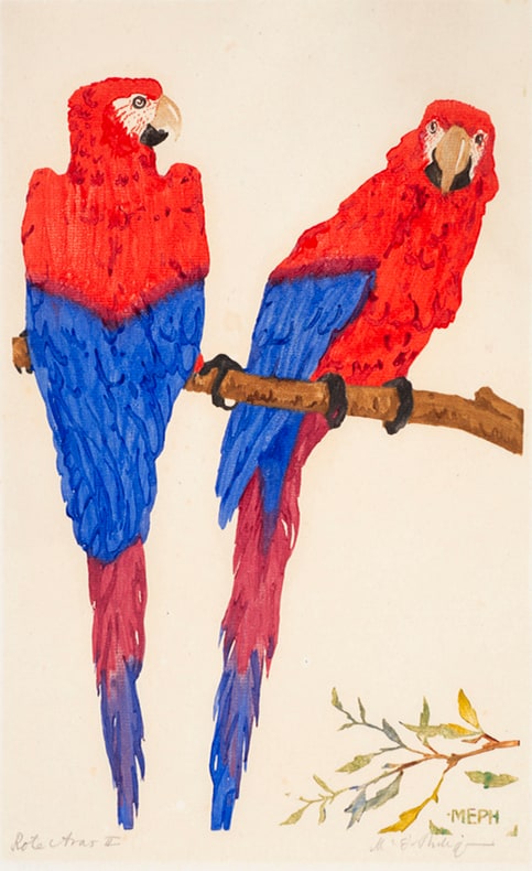 Red Macaws II