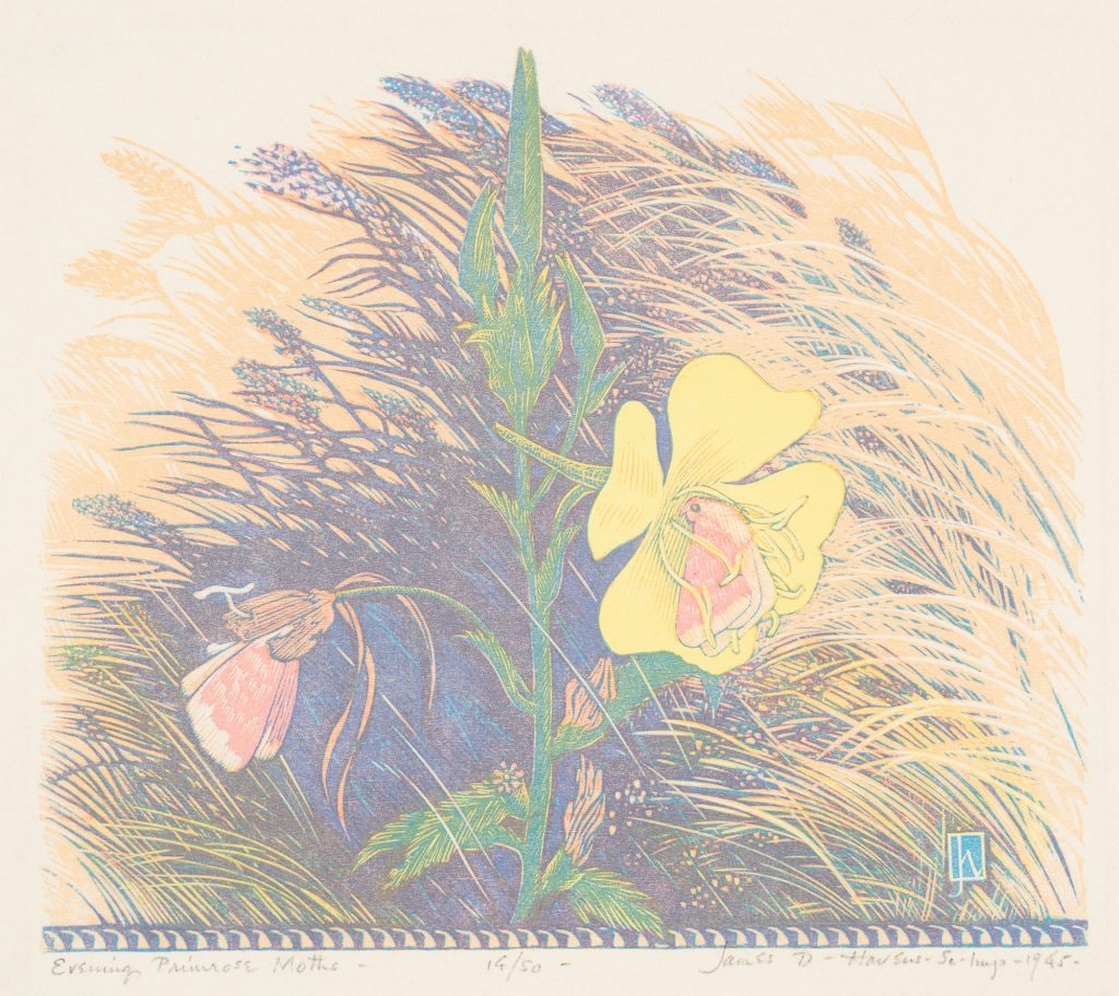 Evening Primrose Moths