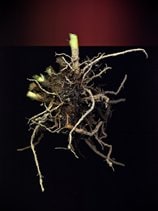 Root Ball