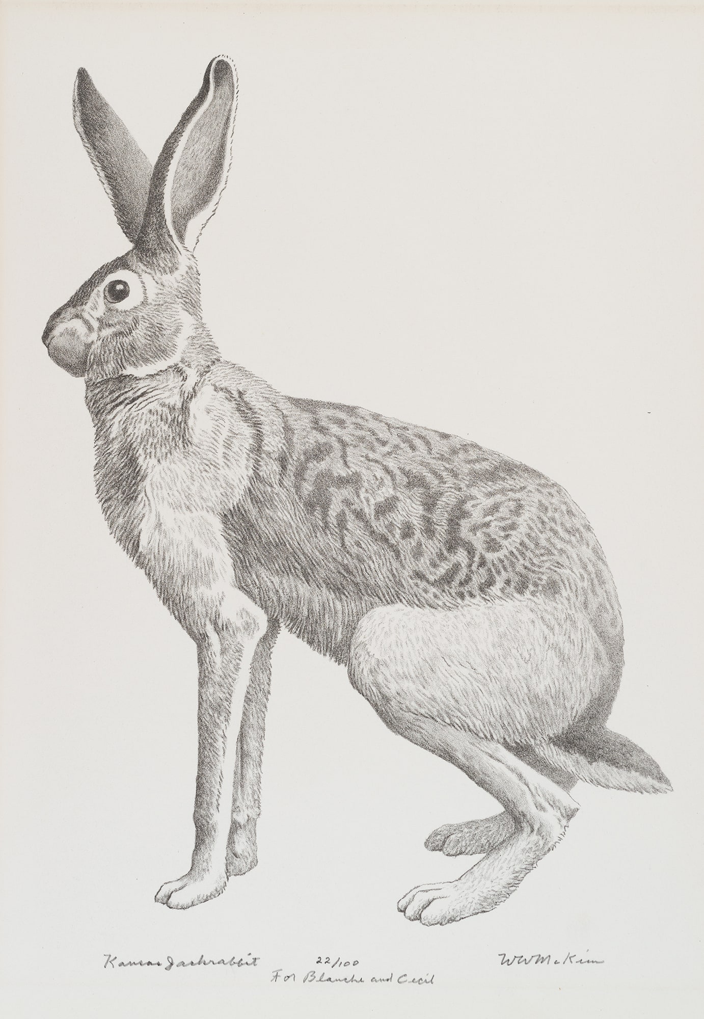 Kansas Jackrabbit