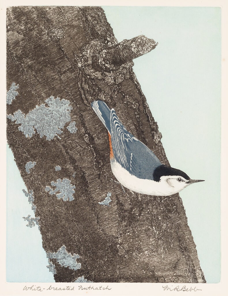 White-Breasted Nuthatch