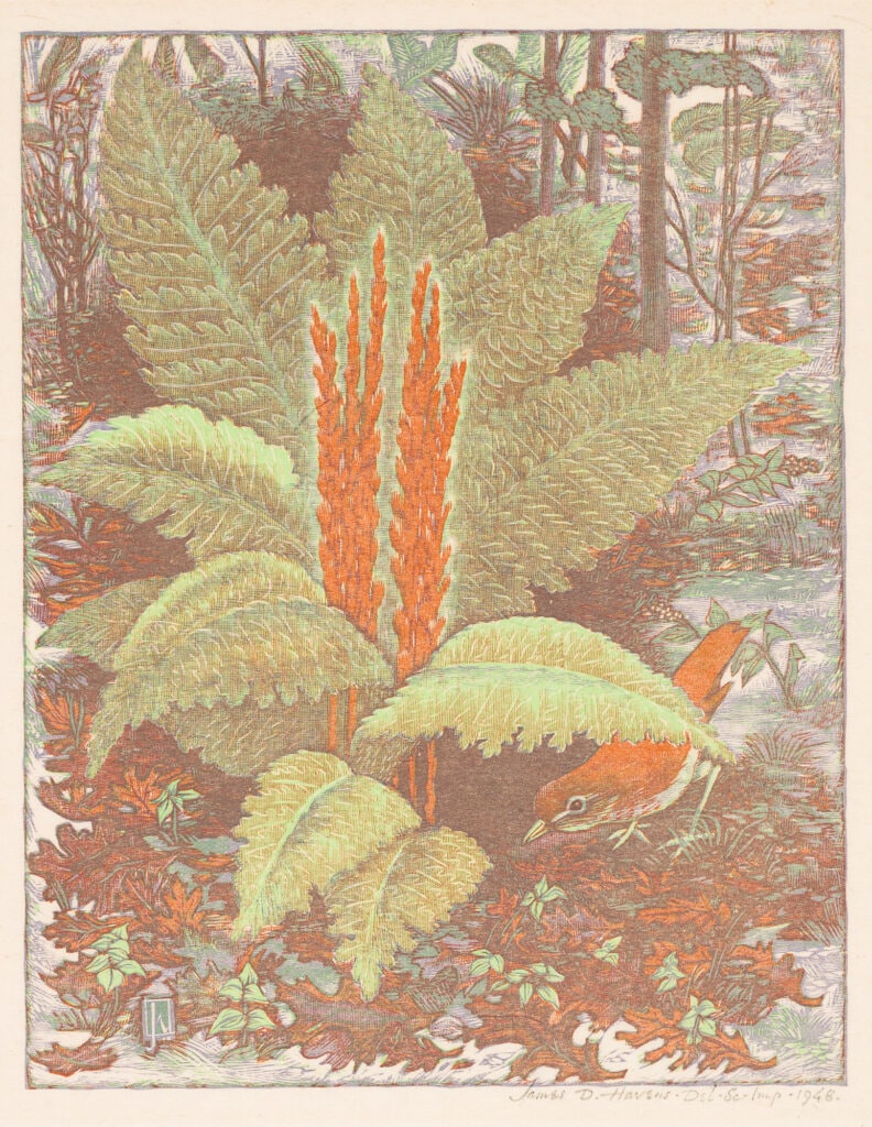 Cinnamon Fern and Veery