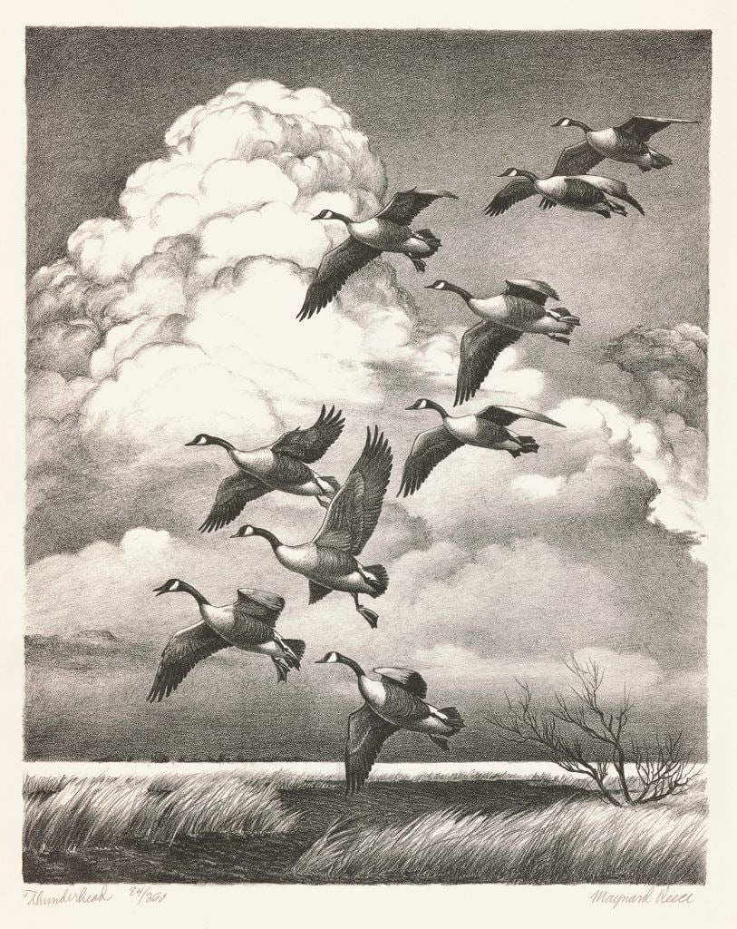 ThunderheadвЂ”Canada Geese