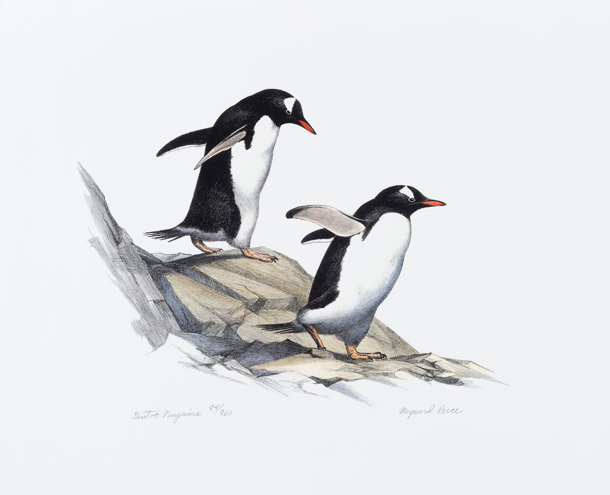 Gentoo Penguins