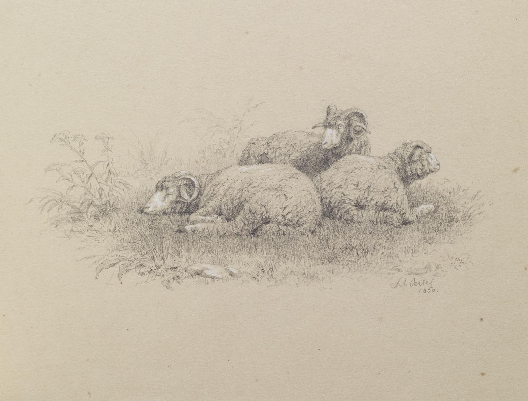Merino Sheep
