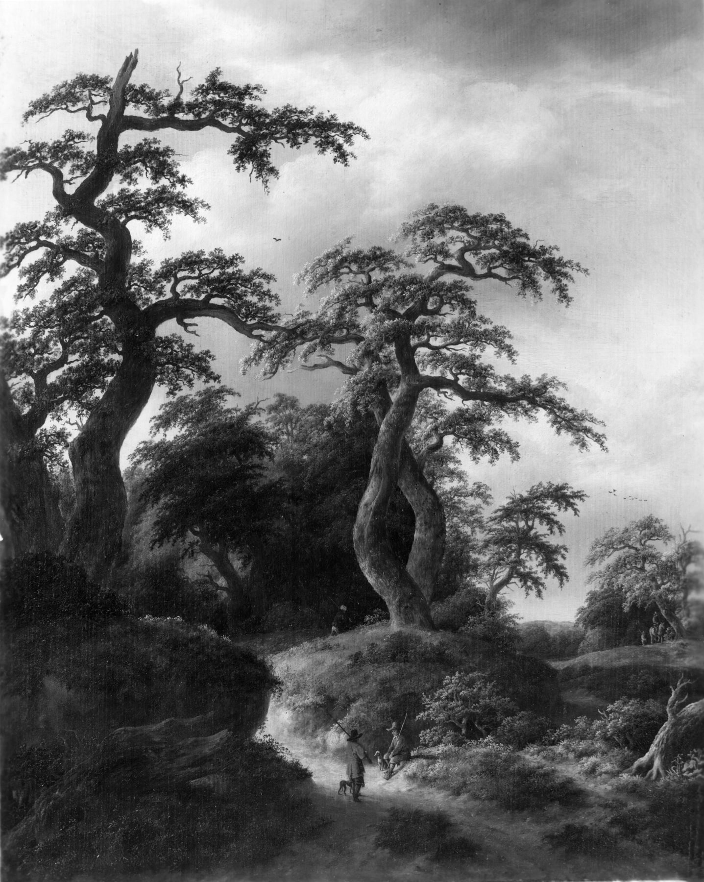 A Forest Road