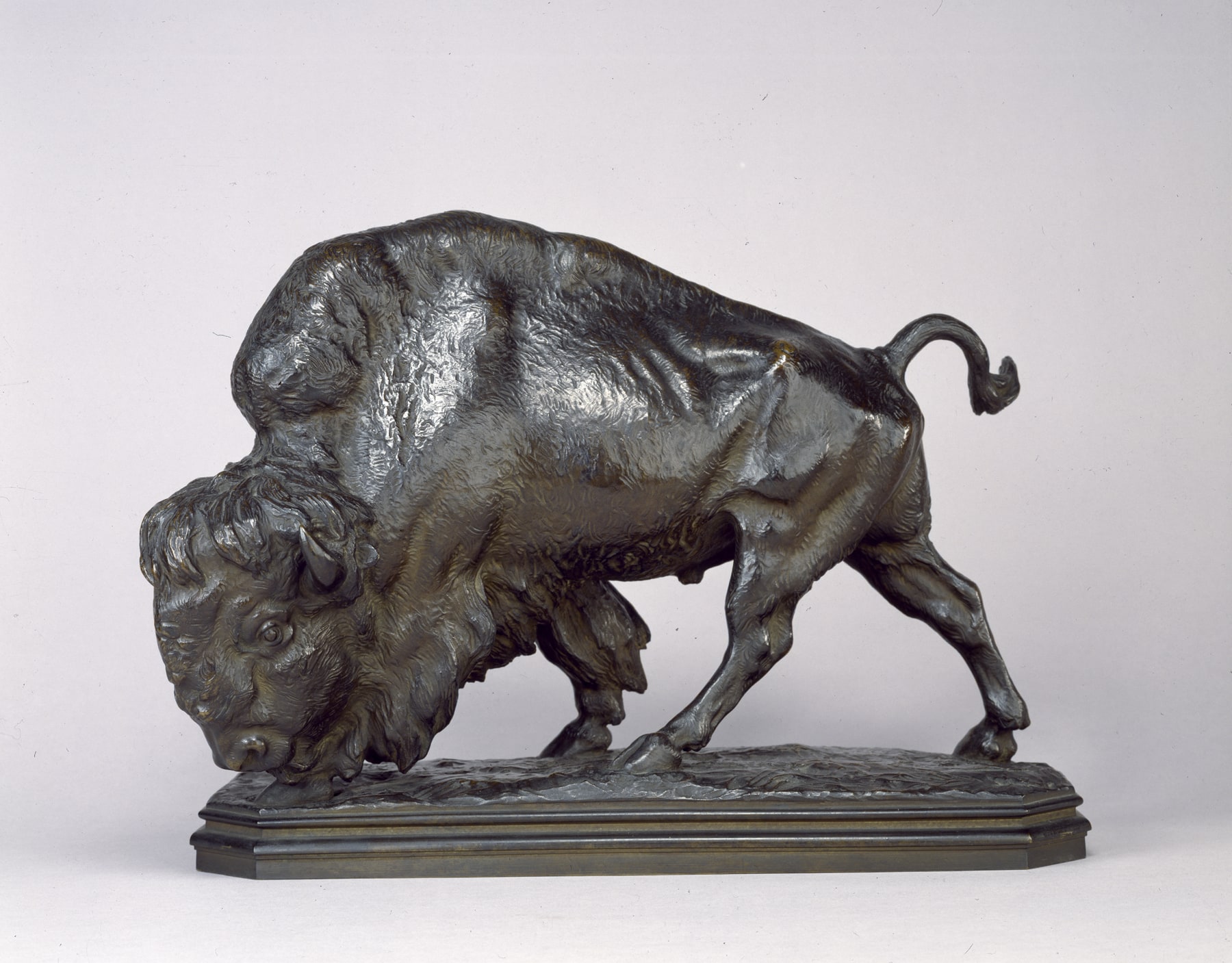 Buffalo