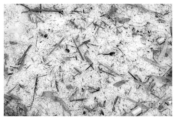 Corn Debris On Snow