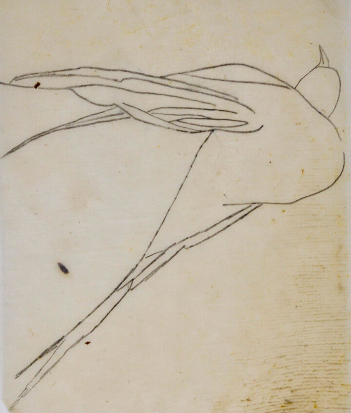 Dead Bird