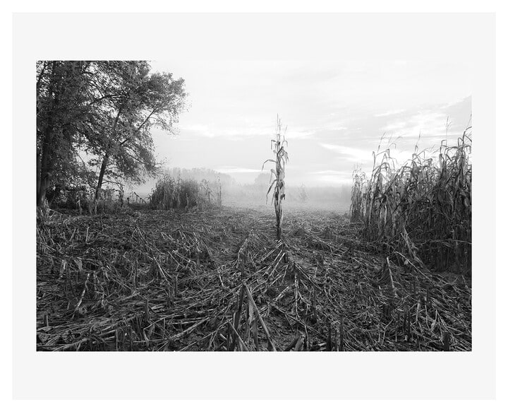 October Corn, Early Morning from the series The Meadows