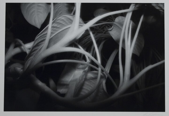 Plants at Night, Providence, Rhode Island