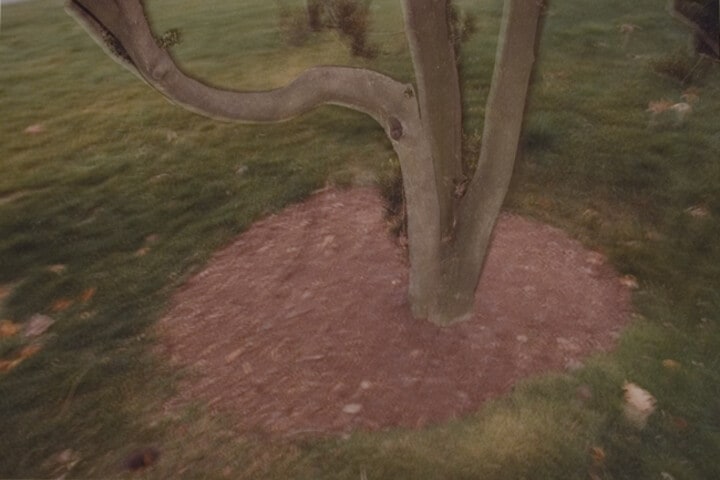 Small Tree Trunk, Washington, D.C.