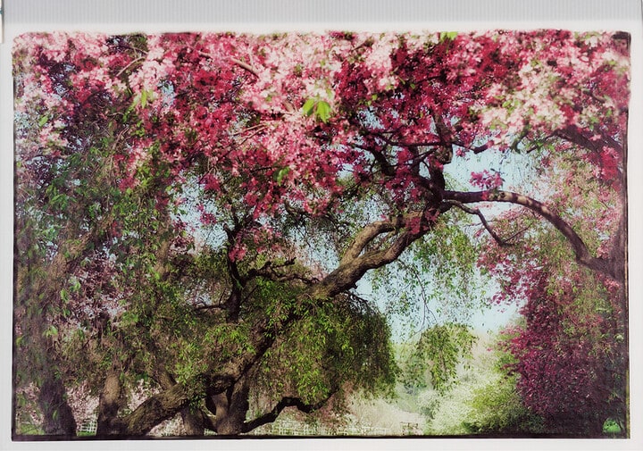 Apple Trees in Blossom