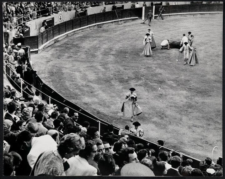Bull Fight