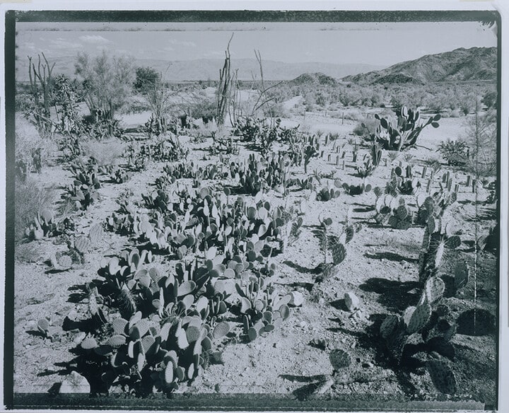 Cactus Nursery, Living Desert Reserve, California