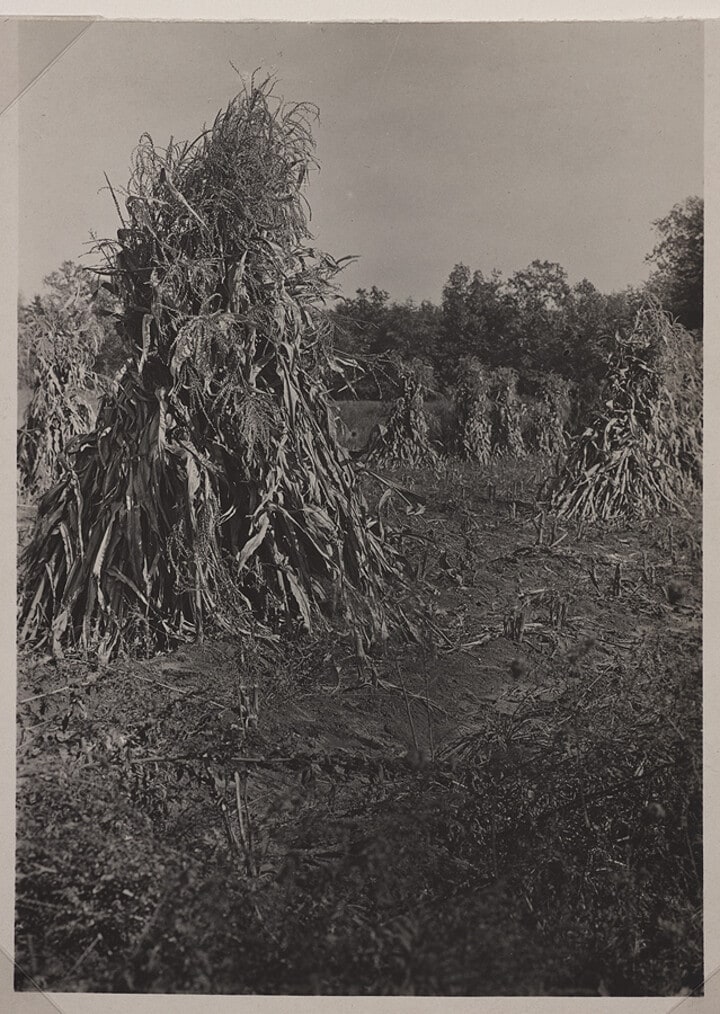 Corn Field