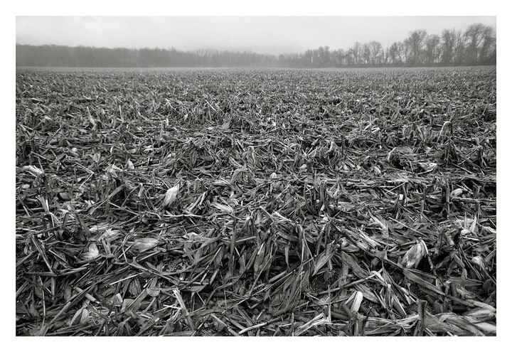 Corn Fields After Harvest: The Meadows