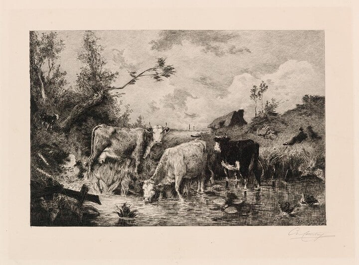 Cows