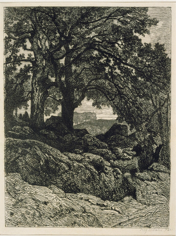 Forest Scene
